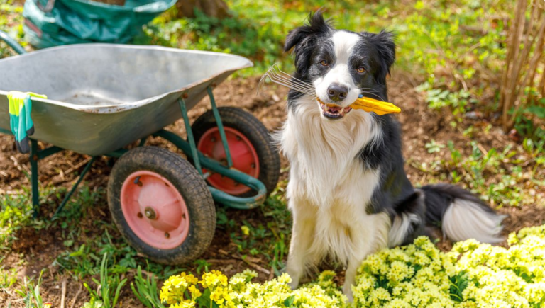 Your 6-step early spring lawn schedule